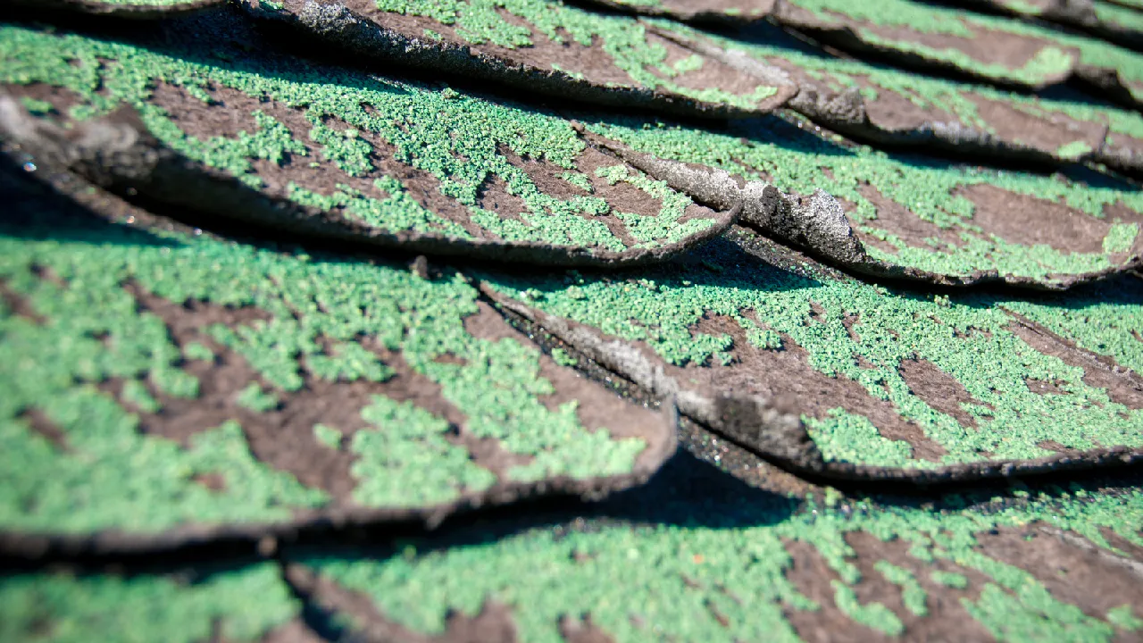asphalt shingles covered with algae